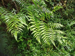 Diplazium dilatatum