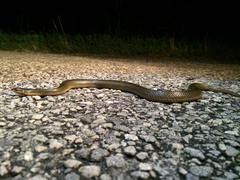 Liodytes rigida sinicola