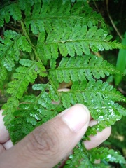 Athyrium nitidulum