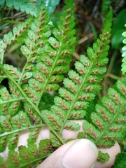 Athyrium nitidulum