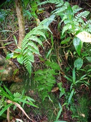 Athyrium nitidulum