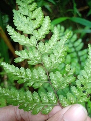 Athyrium nitidulum