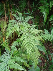 Athyrium nitidulum