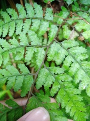 Athyrium nitidulum