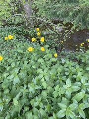 Doronicum pardalianches