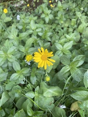 Doronicum pardalianches