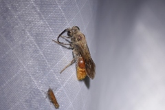 Sphaeropthalma imperialis