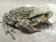 Bufo gargarizans