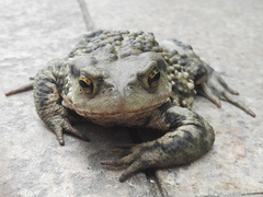 Bufo gargarizans