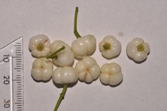 Acronychia littoralis