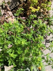 Lepidium didymum