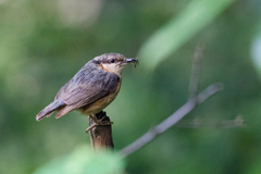 Sitta europaea caesia
