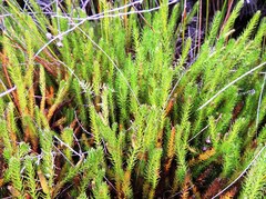 Lateristachys lateralis