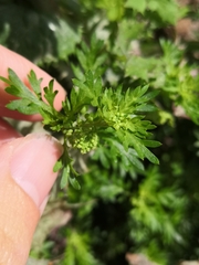 Lepidium didymum