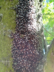 Oxycarenus lavaterae