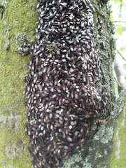 Oxycarenus lavaterae