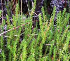 Lateristachys lateralis