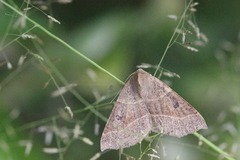 Crocallis dardoinaria