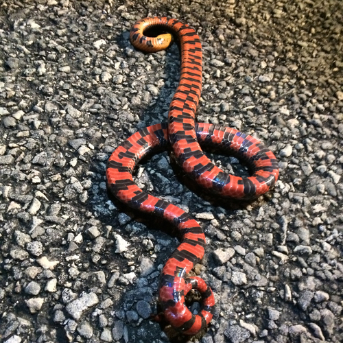 Photo of a Mud Snake (abacura) (Farancia abacura)