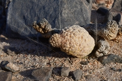 Ceropegia marlothii image