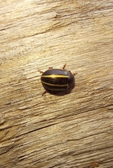 Desmogramma
