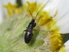 Piezoscelis staphylinus
