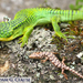 Arboreal Alligator Lizards - Photo (c) 2014 Adam G. Clause, some rights reserved (CC BY-NC-SA)