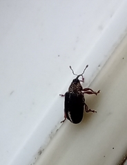 Lignyodes suturatus