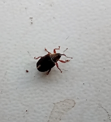 Lignyodes suturatus