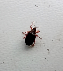Lignyodes suturatus
