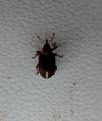 Lignyodes suturatus