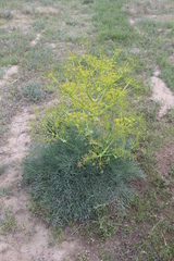 Ferula varia