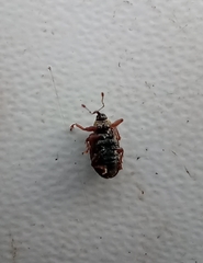 Lignyodes suturatus