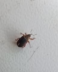 Lignyodes suturatus