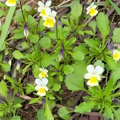 Viola arvensis