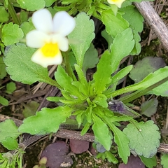 Viola arvensis