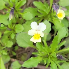 Viola arvensis