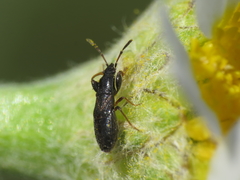 Piezoscelis staphylinus