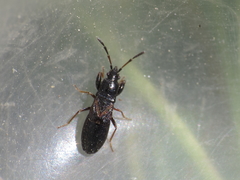 Piezoscelis staphylinus