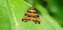 Choreutis amethystodes