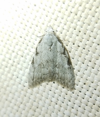 Nola triquetrana