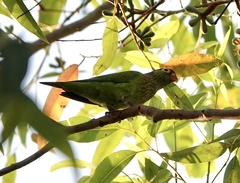 Psitteuteles versicolor