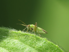 Conostethus venustus