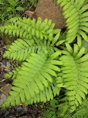 Pentarhizidium orientale