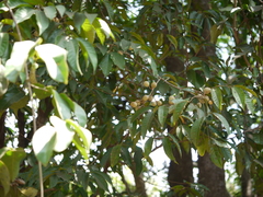 Aglaia lawii