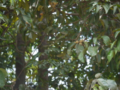 Aglaia lawii