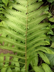 Pentarhizidium orientale