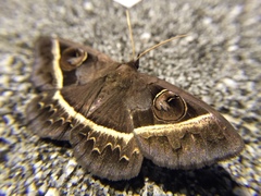 Metopta rectifasciata