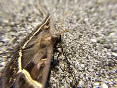 Metopta rectifasciata