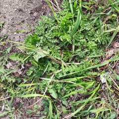 Anthriscus sylvestris